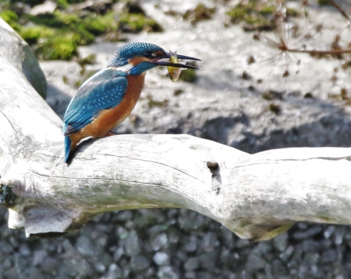 Kingfisher Charlie Lowe.jpg